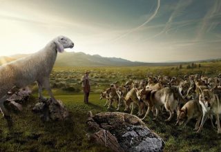 Quản trị doanh nghiệp: Bài học từ câu chuyện người chăn cừu và con sói